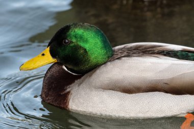 Mallard'ı kapat