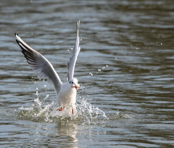 Gabbiano dalla testa nera che vola — Foto Stock