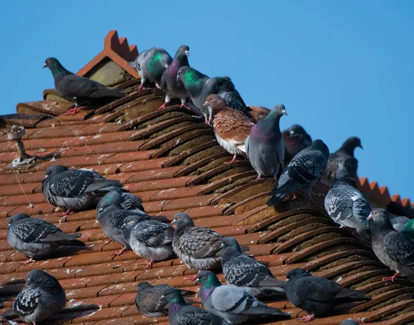 Dach der Vögel — Stockfoto