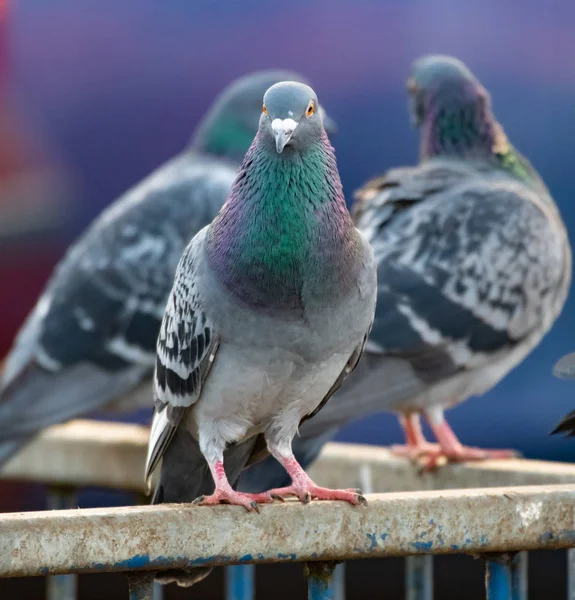 Tauben und Kumpel — Stockfoto