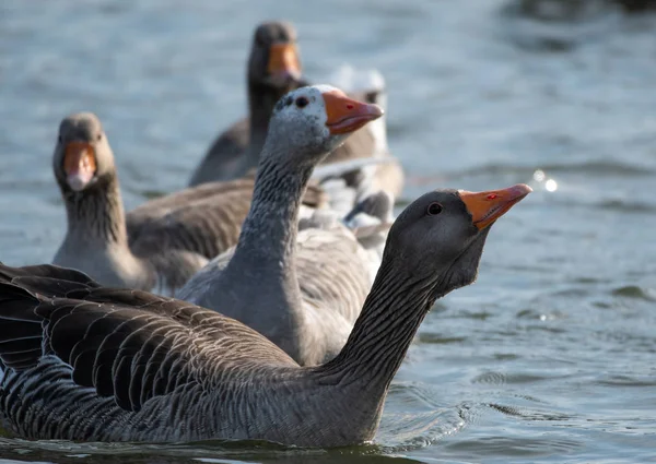 フィードを待って Greylag ガチョウ — ストック写真