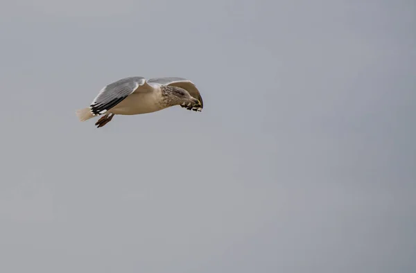 Gaivota com anel — Fotografia de Stock