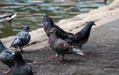 Güvercinler sürüsü