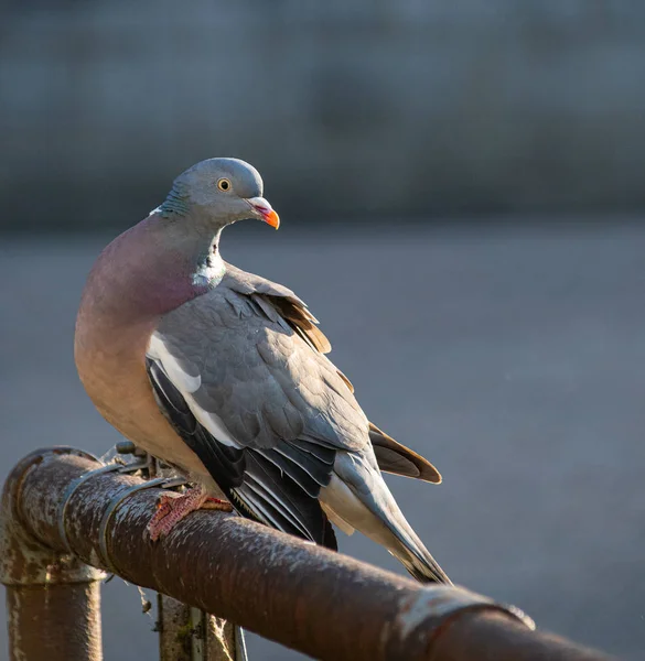 Sitzende Waldtaube — Stockfoto