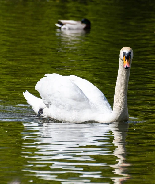 Cigno e germano reale — Foto Stock