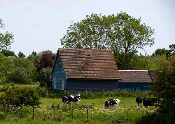 Cows and barn