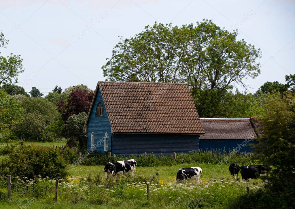 Cows and barn