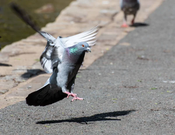 Pigeon landing lakeside — Stock Photo, Image