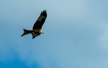 Kırmızı uçurtma kanat