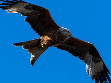 Kırmızı uçurtma kanat