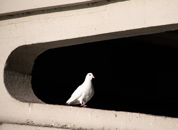 Pombo branco Feral — Fotografia de Stock