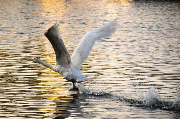 Swan take off — стоковое фото