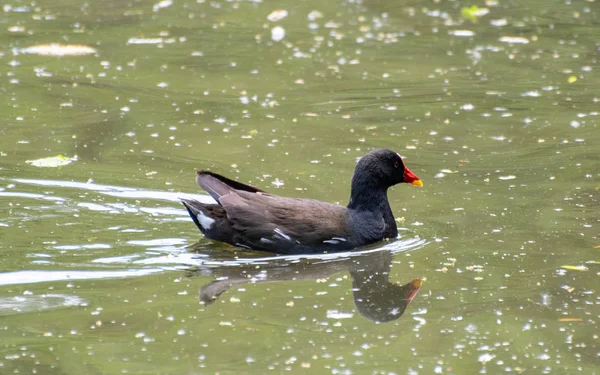 Moorhen nadando en el agua —  Fotos de Stock