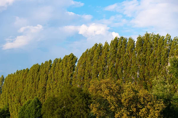 Linie Toporových stromů — Stock fotografie