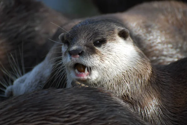 An Otter portrait — Stock Photo, Image