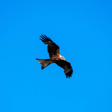 Kırmızı uçurtma kanat