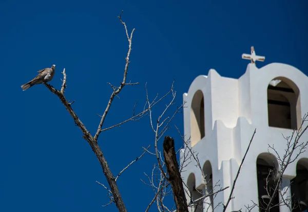 Pomba de Deus — Fotografia de Stock