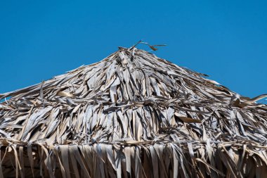 Palmiye Ağacı yaprak şemsiyesi