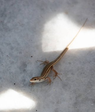 Mermer üzerinde küçük kertenkele