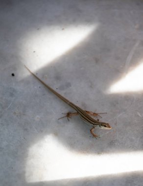 Mermer üzerinde küçük kertenkele