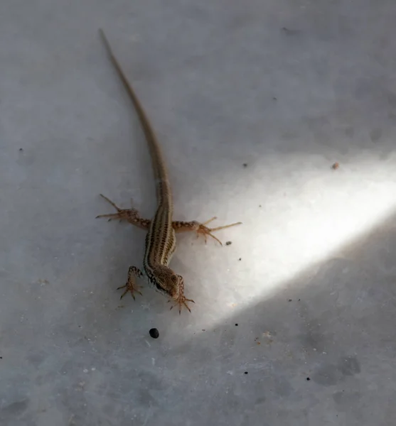 大理石上的小蜥蜴 — 图库照片