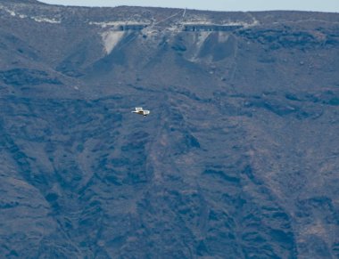 Ringa balığı uçan martı