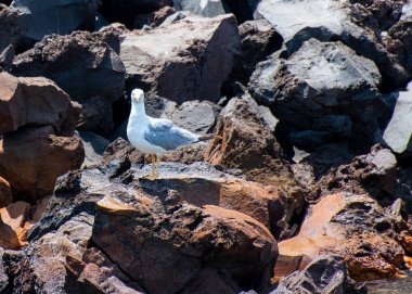 Sarı bacaklı martı