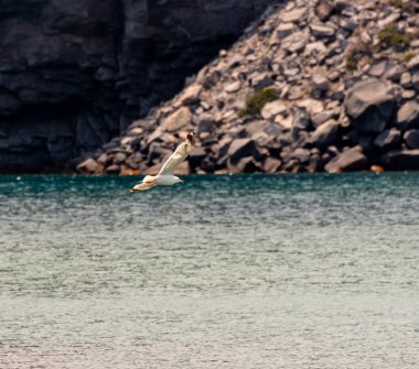 Sarı bacaklı martı