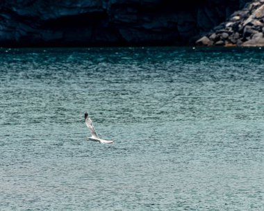 Sarı bacaklı martı