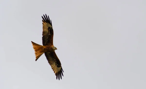 Cerf Volant Rouge Volant Travers Des Skeis Gris — Photo