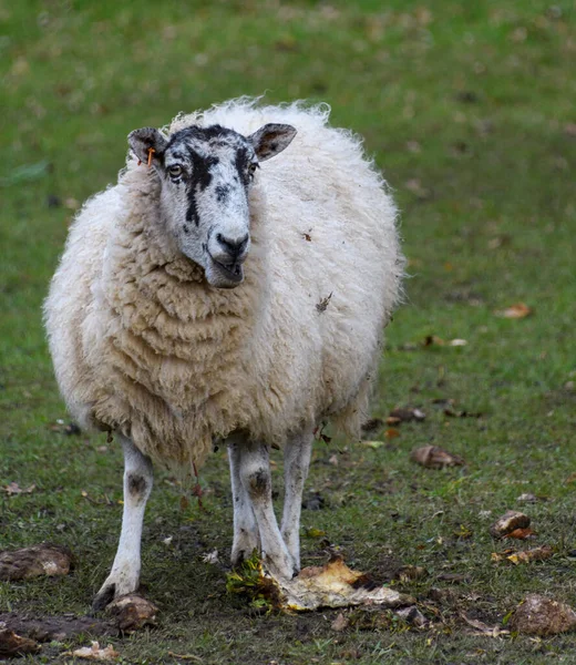 Porträt Eines Kerry Hill Schafes Auf Einem Feld — Stockfoto