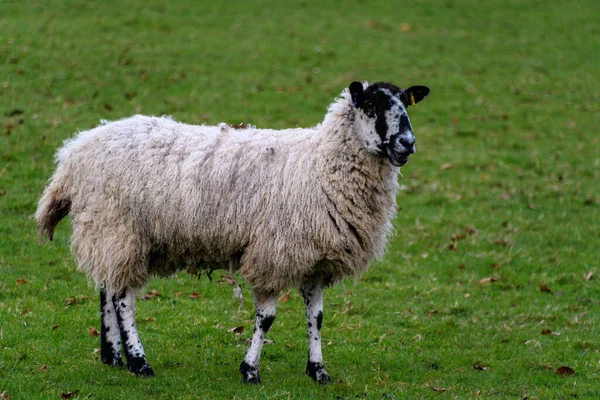 Een Portret Van Een Kerry Hil Sheep Stond Een Veld — Stockfoto