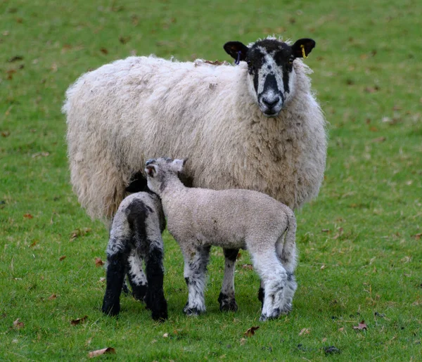 Mouton Kerry Hill Qui Nourrit Ses Deux Agneaux — Photo