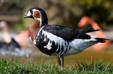 Kızıl Göğüslü Kaz portresi