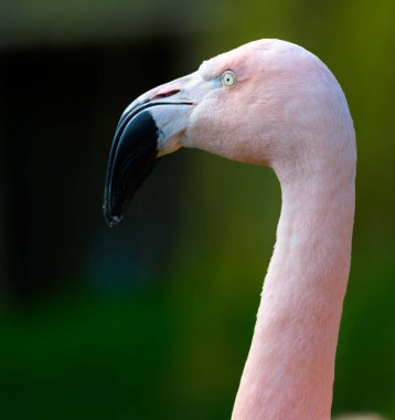 Pembe Şili Flamingosunun portresi