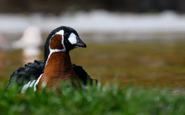 Porträtt Rödbröstad Gås Vid Damm — Stockfoto