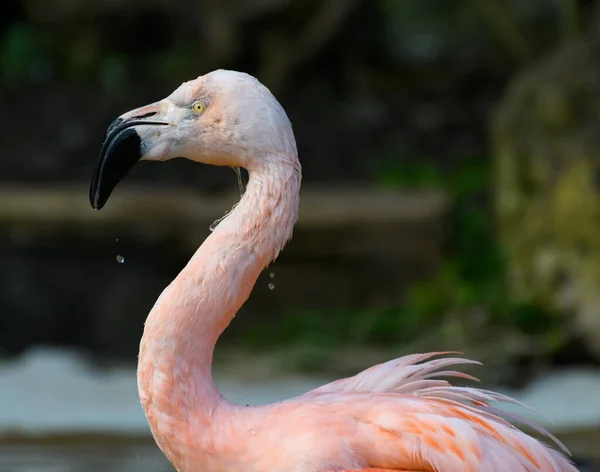 Retrato Flamingo Chileno Rosa — Fotografia de Stock