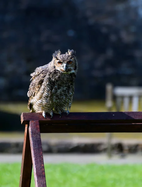 A Eurasian Eagle owl perched on a stand during a flying demonstartion