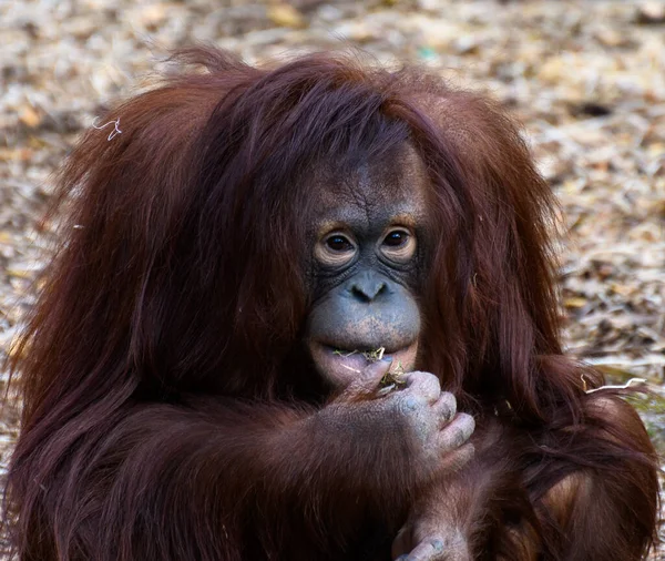 Een Portret Van Een Bornean Orangutan Zittend Etend — Stockfoto