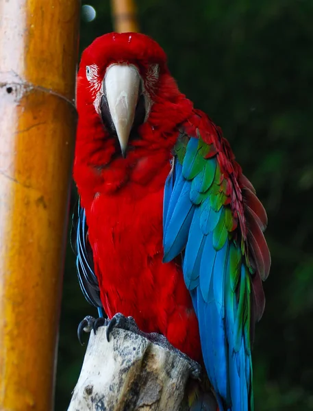 Ένα Έντονα Χρωματισμένο Macaw Μια Πέρκα — Φωτογραφία Αρχείου