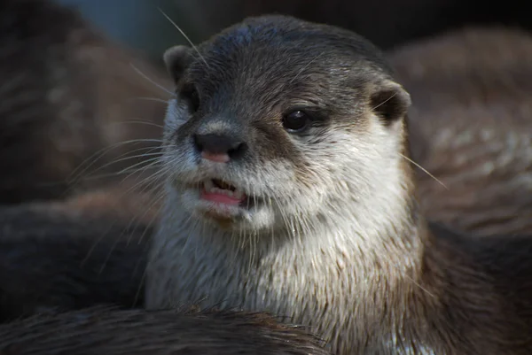 Close Portrait Otter — Stock Photo, Image