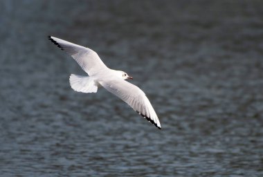 Thames nehrinin üzerinde uçan kuş tüylü siyah başlı bir martı.