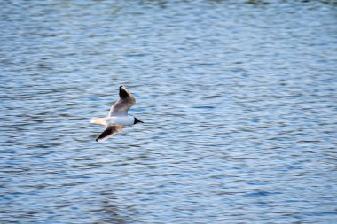 Thames Nehri 'nin üzerinde uçan siyah başlı bir martı.