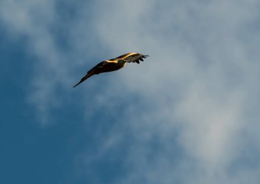 Kırmızı bir uçurtma mavi gökyüzünde uçuyor.