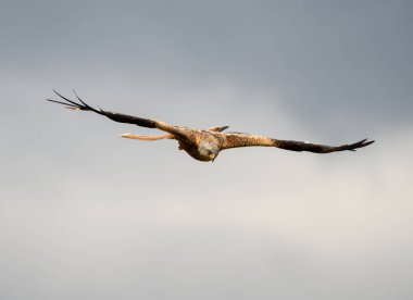 Gökyüzünde süzülen kırmızı bir uçurtma