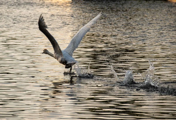 Cigno Muto Che Corre Lungo Superficie Del Tamigi Prima Decollare — Foto Stock