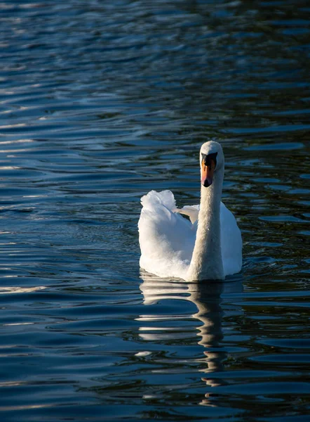 Stum Svan Som Simmar Genom Themsen — Stockfoto