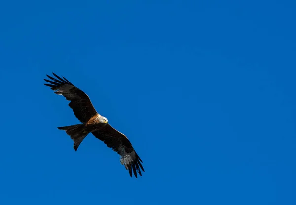 Cerf Volant Rouge Volant Dans Ciel Bleu Dessus Reading — Photo