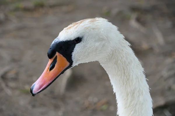 Retrato Perto Cisne Mudo — Fotografia de Stock