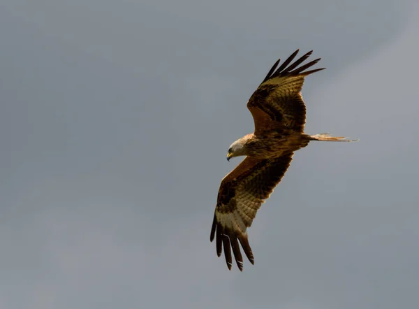 A red kite soaring through the skies above Reading